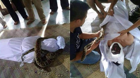 Jenazah Dililit Ular, Fakta atau Hoax?