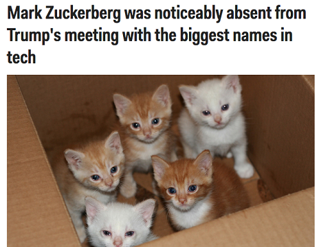 Ekstensi Chrome Sulap Foto Trump Jadi Kucing