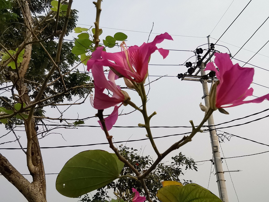 Pengalaman Menjajal Huawei MatePad