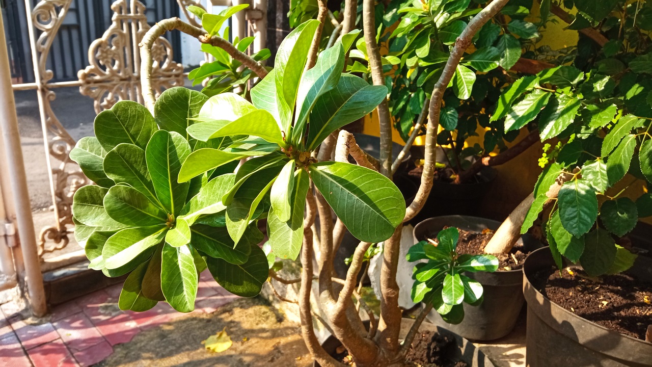 Review Redmi 9, Kelas Terjangkau Rasa Menengah