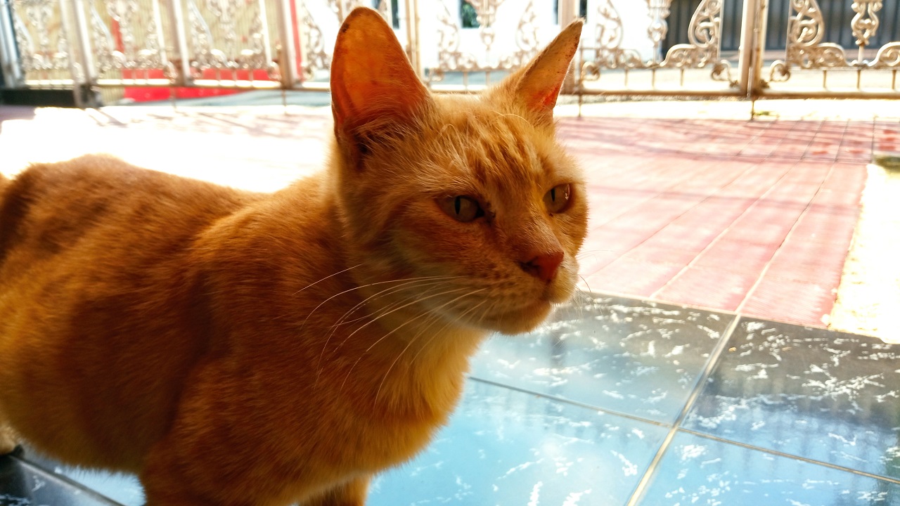 Review Redmi 9, Kelas Terjangkau Rasa Menengah