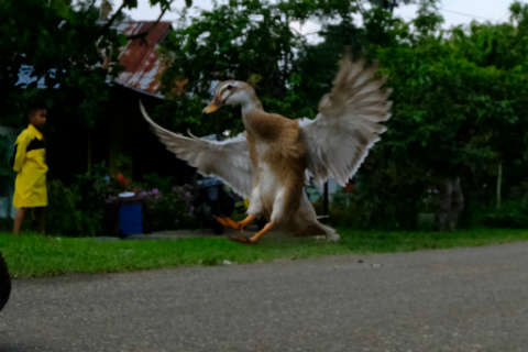 Pesona Alam dan Budaya Sumatera Barat Lewat Mata Fujifilm X-H1