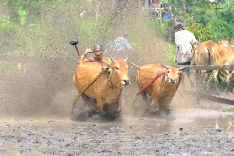 Pesona Alam dan Budaya Sumatera Barat Lewat Mata Fujifilm X-H1