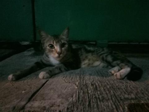 Nokia 3, Desain Oke, Performa Kurang Memuaskan