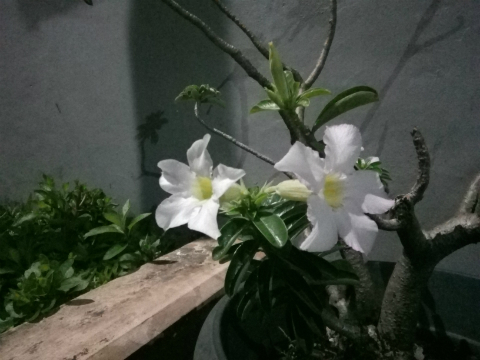 Nokia 3, Desain Oke, Performa Kurang Memuaskan