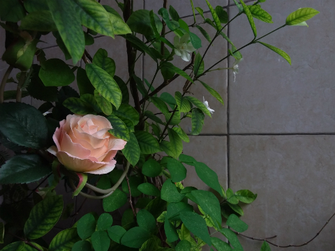 Samsung Galaxy Tab A 8.0 (2017), Punya Gaya Tanpa Mahal