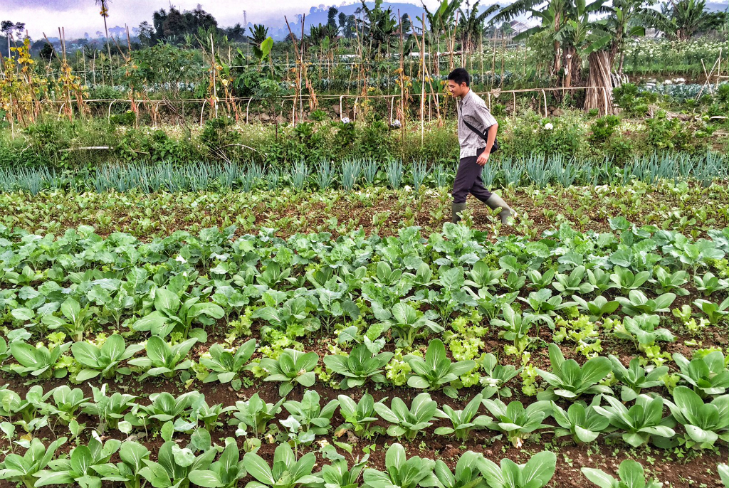Mendukung Kemajuan Pertanian Organik via Teknologi