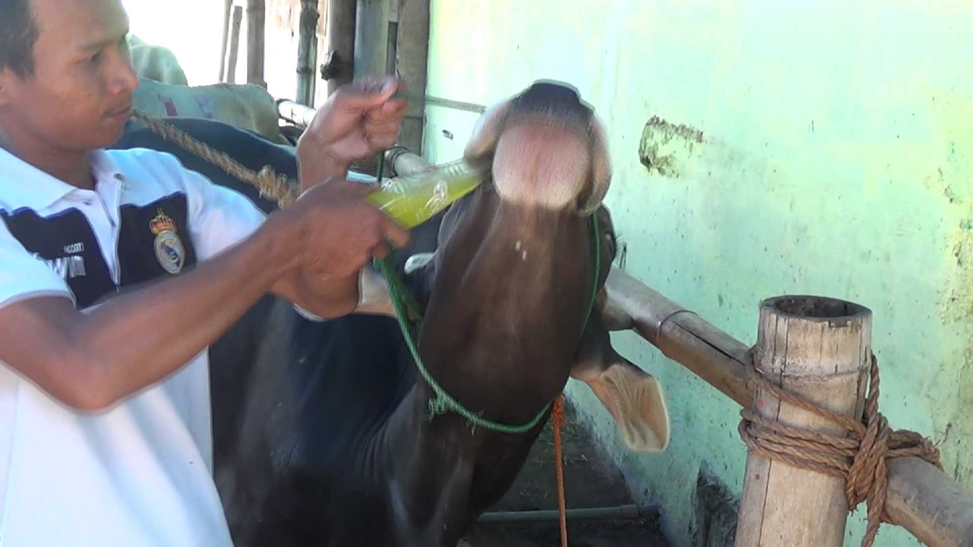 Harga Sapi di Kendal Naik 20 Persen