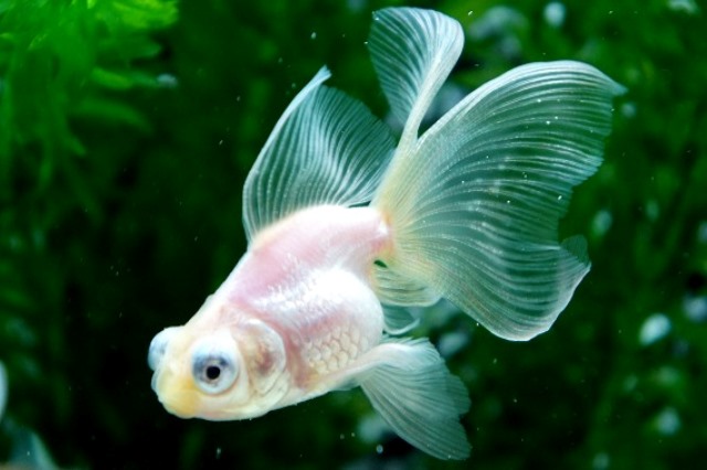 8 Jenis Ikan Mas Hias yang Lucu dan Unik