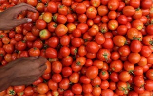 Tata Niaga Cabai dan Tomat Masih Sulit Ditangani Pemda