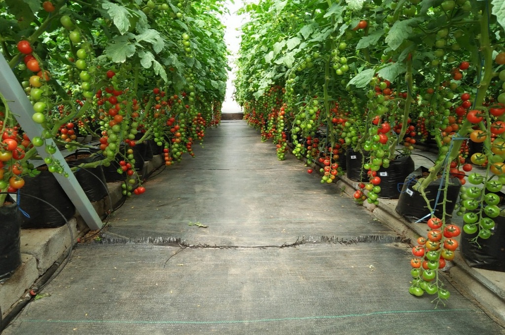 Petani Lulusan Itb Raup Rp500 Juta Dengan Hidroponik