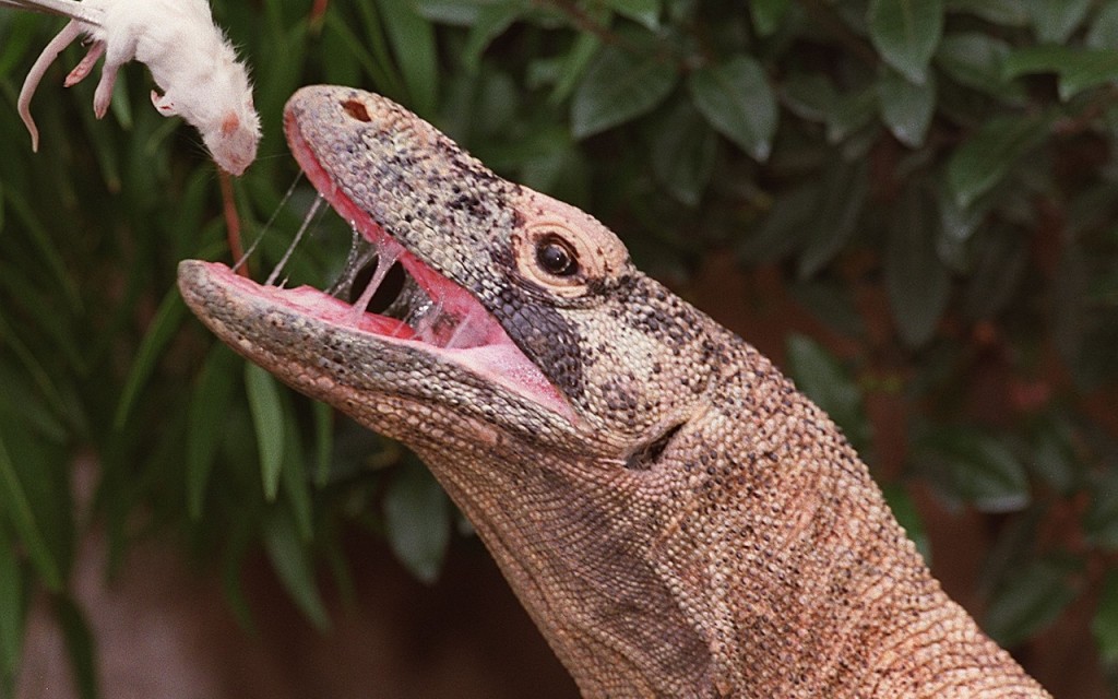 Biawak 10 Kilogram Ditangkap di GOR Sunter