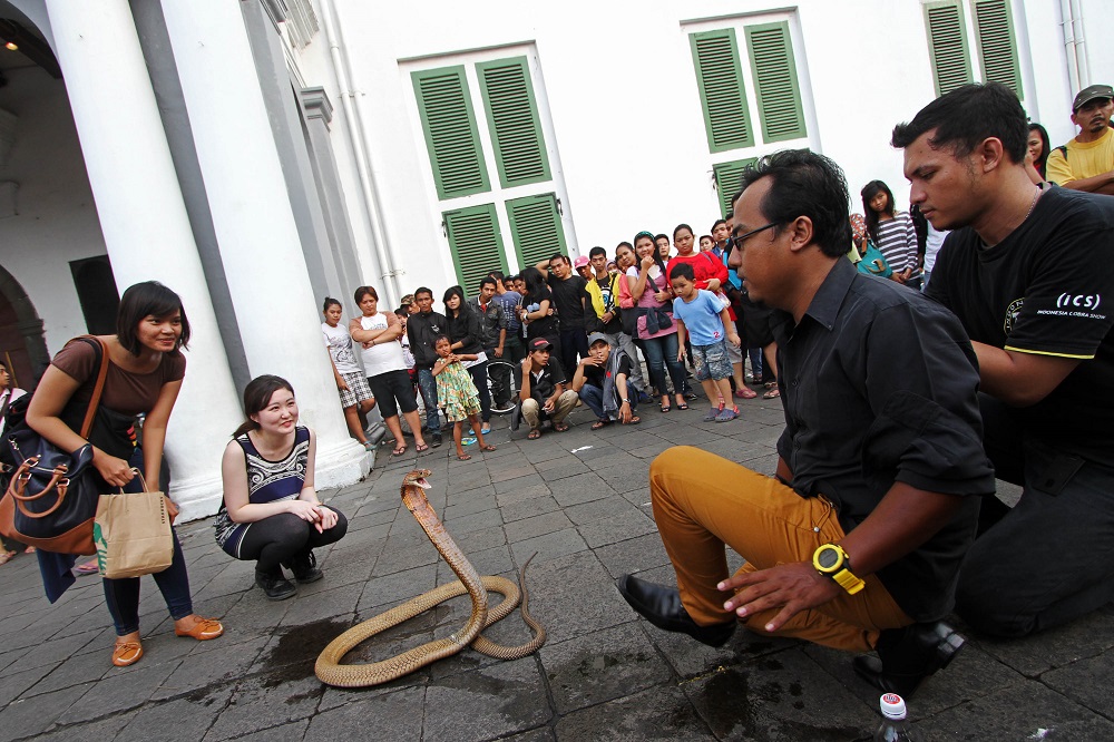 Petugas SDA Jaktim Dipatok Saat Mainkan Ular Kobra
