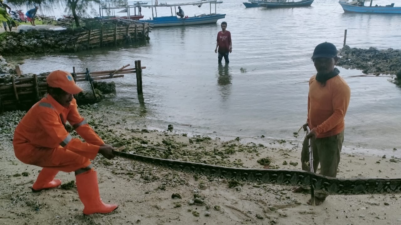 Ular Sanca 4 Meter Ditemukan di Pulau Pari