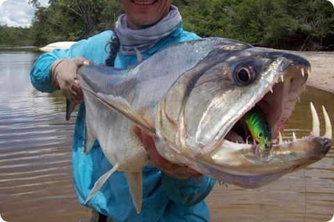 10 Satwa Laut Paling Berbahaya di Dunia