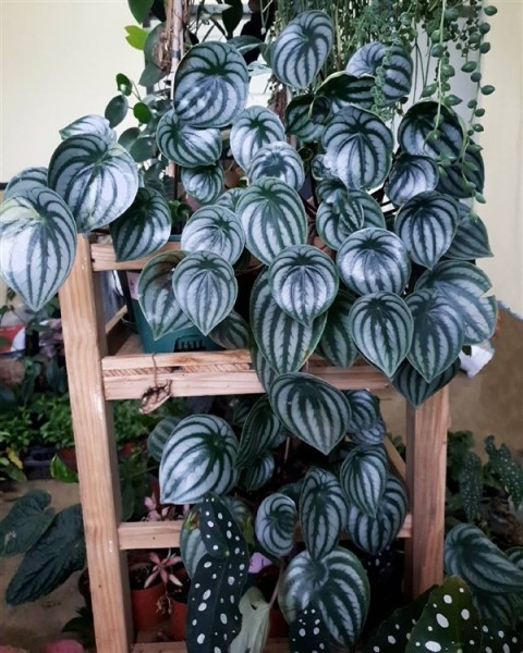 cara memelihara tanaman Peperomia Watermelon