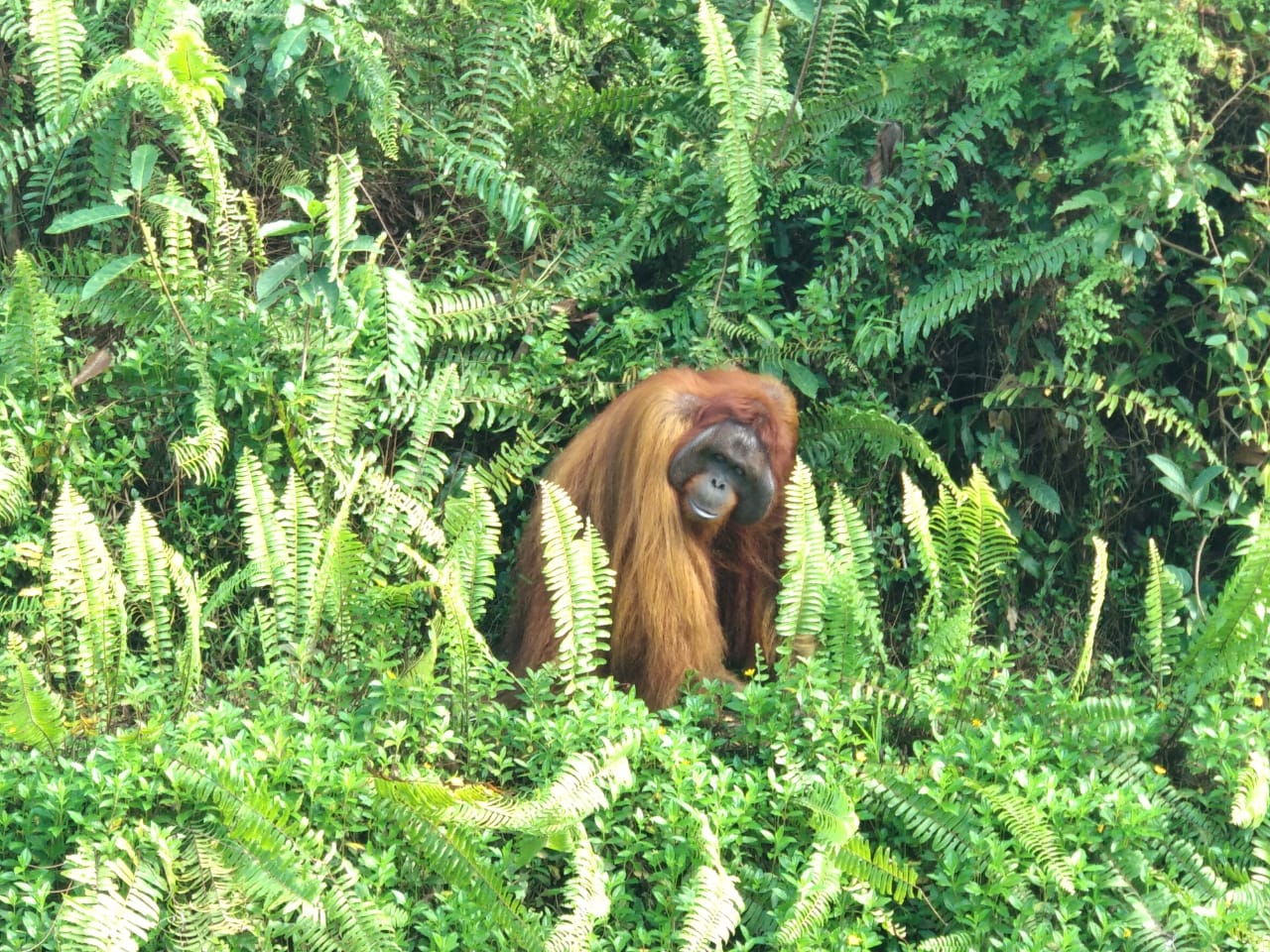 Bridgestone Ecopia Jelajah Hutan Kalimantan, Lepas Dua Orangutan