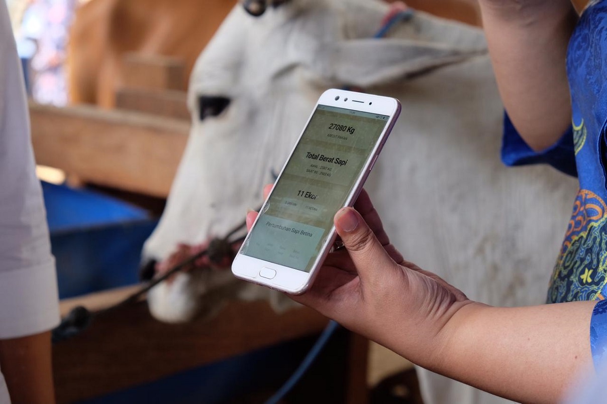 XL Sediakan Aplikasi Digital Bantu Peternak Sapi Situbondo
