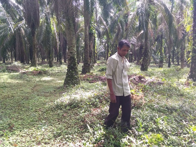 Gara-gara Sawit