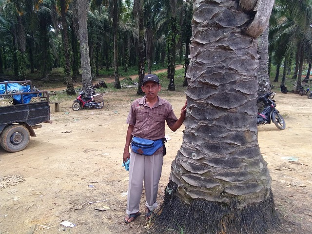 Gara-gara Sawit