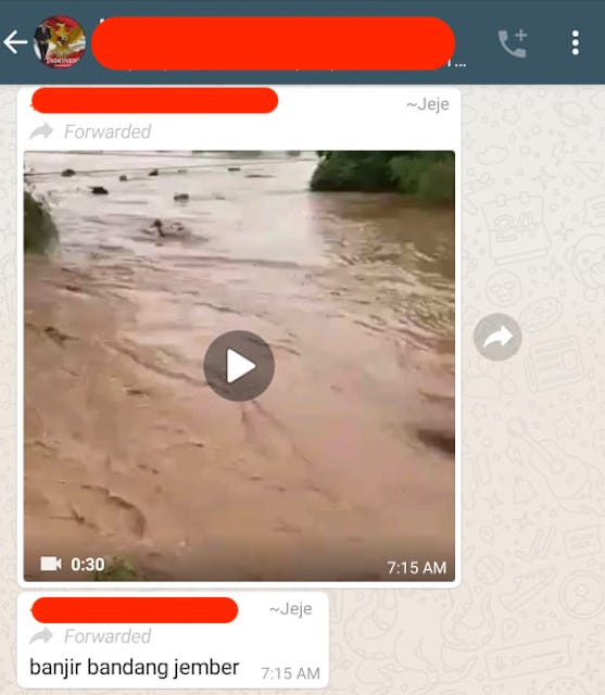 [Cek Fakta]    ¿Video de docenas de vacas que aparecen en una inundación repentina en Jemper?  Estos son hechos