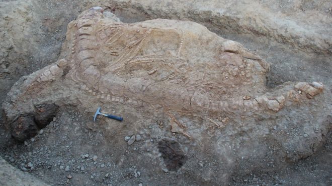 Fosil Dinosaurus Air Ditemukan untuk Kali Pertama di India