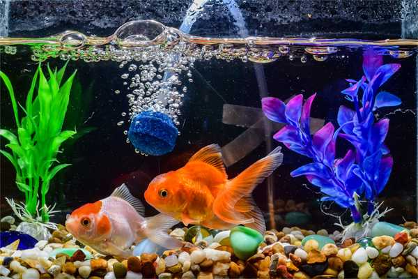 630+ Menghias Aquarium Ikan Mas Koki Terbaru