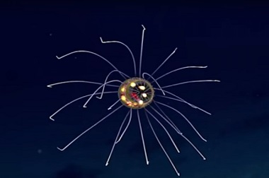 Spesies Baru Ubur-Ubur Ini Mirip Pesawat Alien