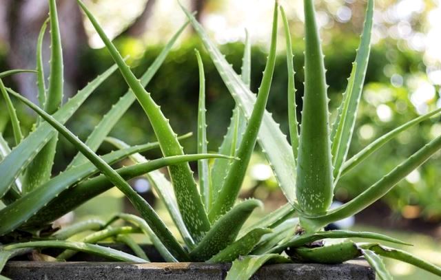 Cara Memanfaatkan Lidah Buaya
