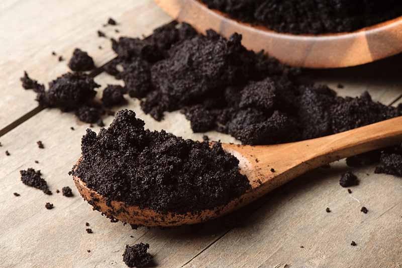 Murah Meriah, Pakai Ampas Kopi untuk Menyuburkan Tanaman Hias