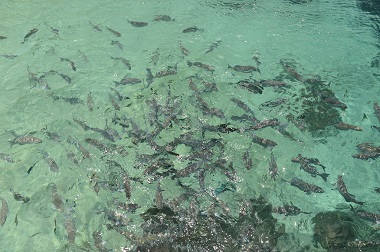 Potensi Wisata Raja Ampat, Surga di Indonesia Timur