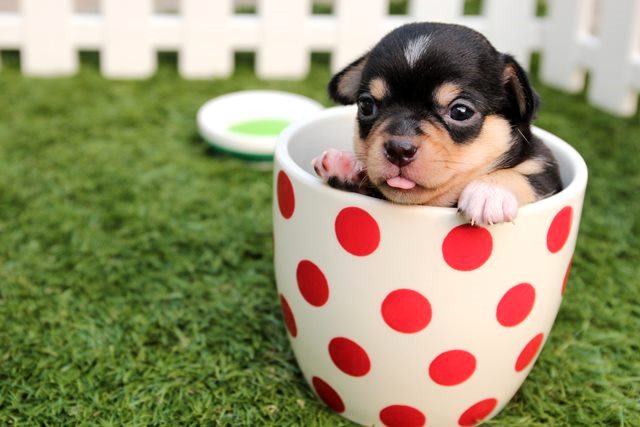 Bisakah Anjing Alergi Makanan?