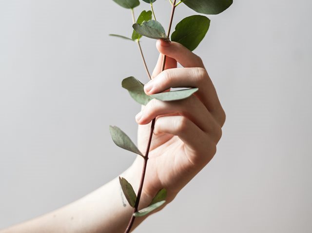 Masih Diperlukan Penelitian Lanjutan Manfaat Kalung Kesehatan Eucalyptus