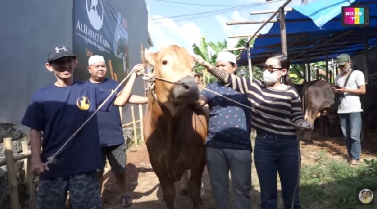 Ayu Ting Ting Kurban 3 Sapi: Alhamdulillah Kita Ada Rezeki