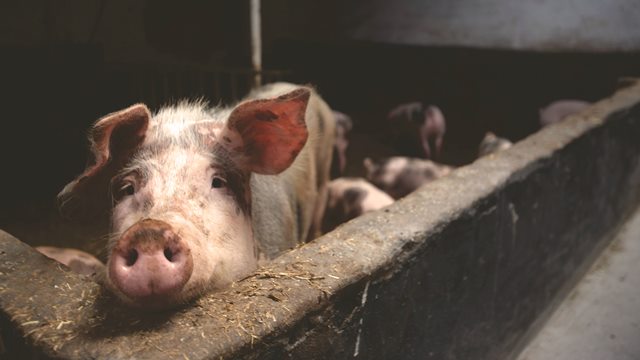 babi