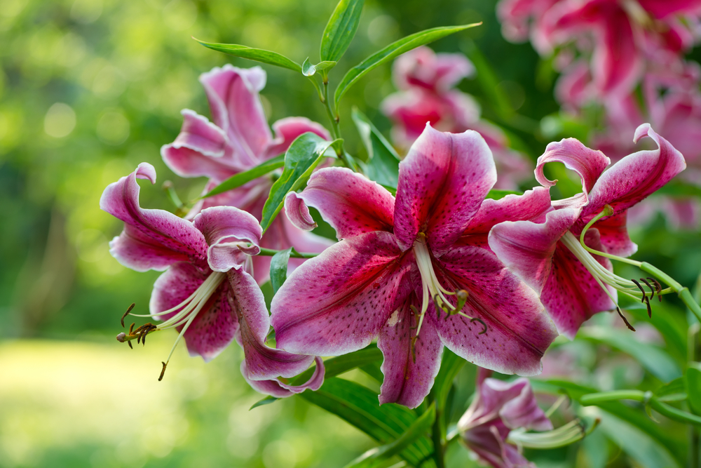 7 Tanaman Berbunga Cantik Ini Ternyata Beracun
