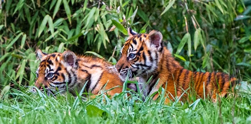 Gemas! Harimau Sumatra Lahirkan Anak Kembar di Inggris Bernama Alif dan Raya