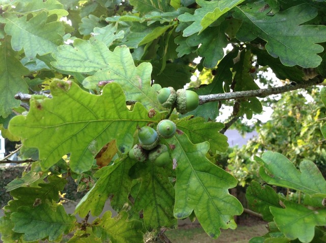 11 Benda Pembawa Keberuntungan dari Seluruh Dunia
