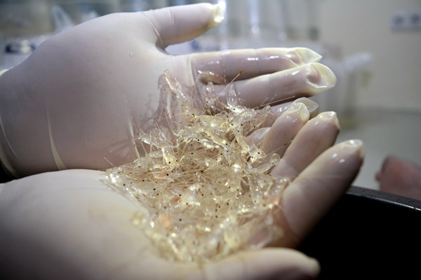 KKP Gagalkan Penyelundupan Benih Lobster Senilai Rp4 Miliar