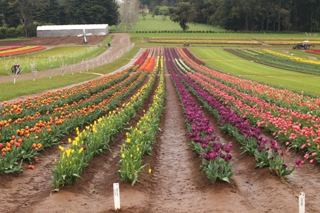 Bunga Tulip Ternyata Berasal dari Turki, Bukan Belanda
