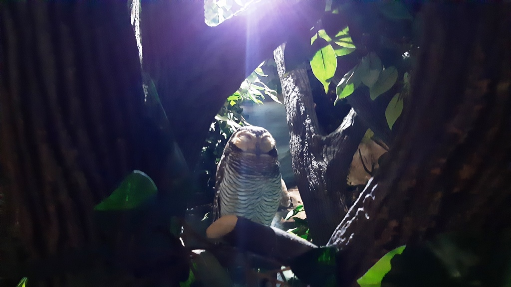 Libur Nataru, Jakarta Aquarium Kedatangan Satwa Baru