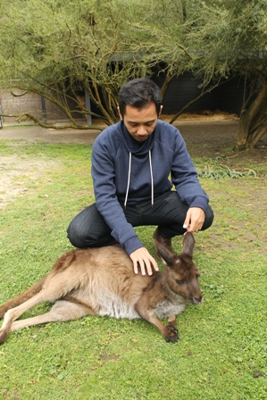 Keseruan Berinteraksi dengan Hewan Liar Khas Australia di Healesville Sanctuary