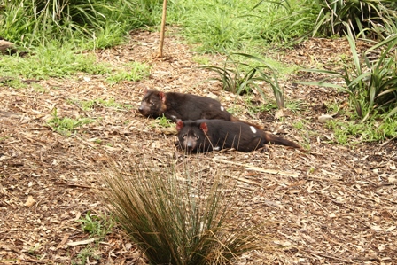 Keseruan Berinteraksi dengan Hewan Liar Khas Australia di Healesville Sanctuary