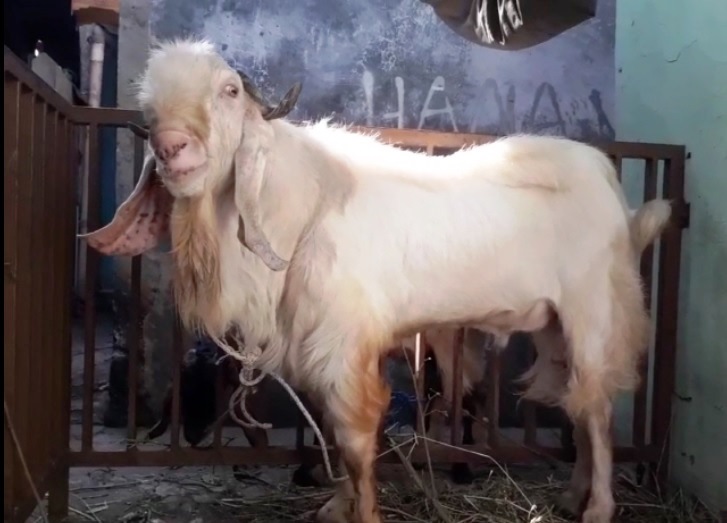 Umur minimal kambing bisa untuk kurban adalah