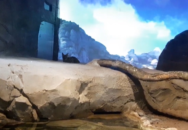 Libur Nataru, Jakarta Aquarium Kedatangan Satwa Baru