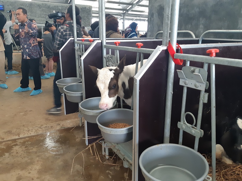 Bahu Membahu Menjawab Tantangan Kemandirian Susu Nasional 2025