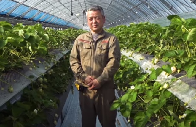 Perkenalkan White Jewel, Stroberi Putih asal Jepang