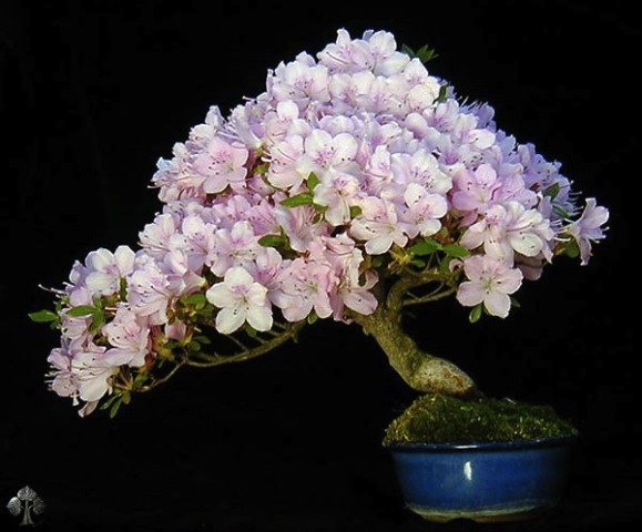 cara merawat bonsai