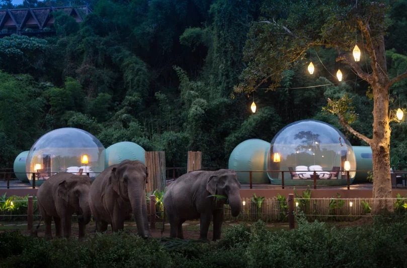 Penginapan Unik di Penampungan Gajah