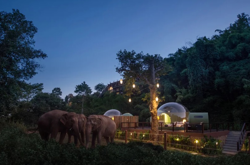 Penginapan Unik di Penampungan Gajah